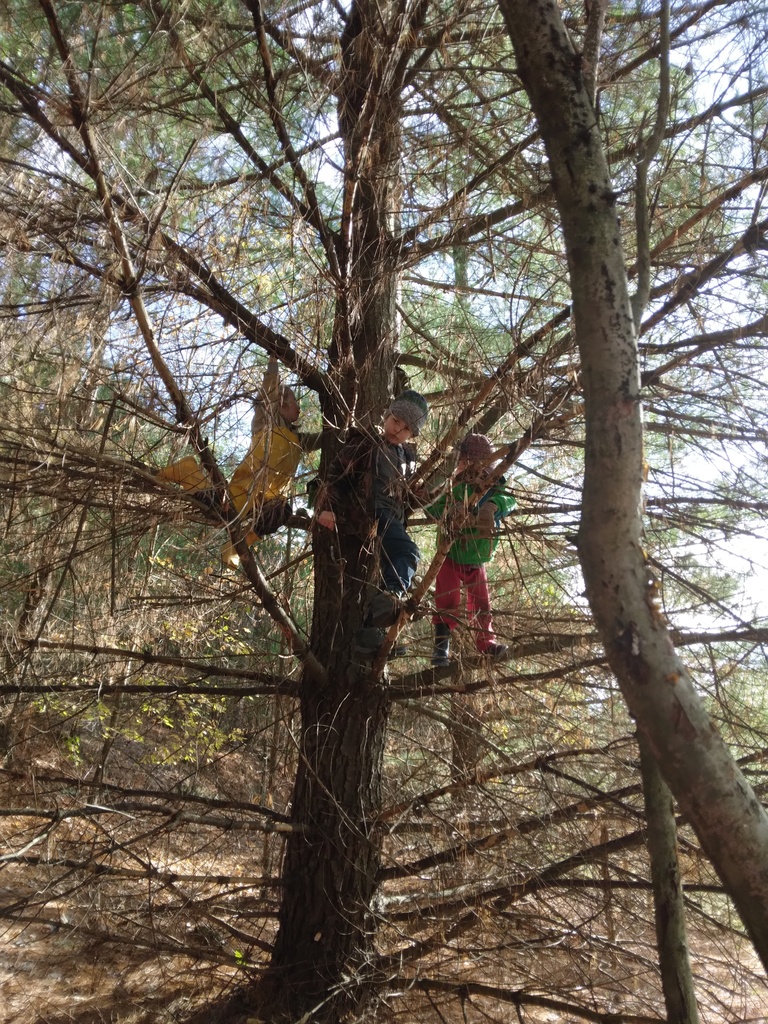 more tree climbing